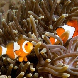 Duiken op Ko Phi Phi