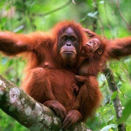 Orang Oetans spotten op Sumatra