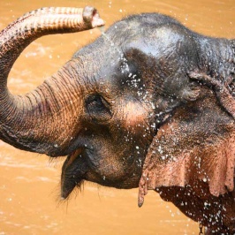 Badderen met olifanten in Chiang Mai